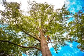 Best Tree Removal Service  in Clark, SD