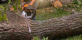 Best Tree Trimming and Pruning  in Clark, SD