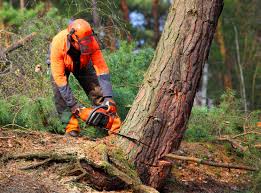 Clark, SD Tree Services Company