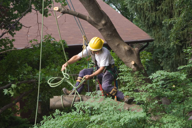 Best Tree Disease Treatment  in Clark, SD