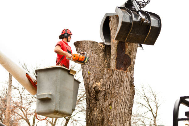 Best Tree Preservation Services  in Clark, SD